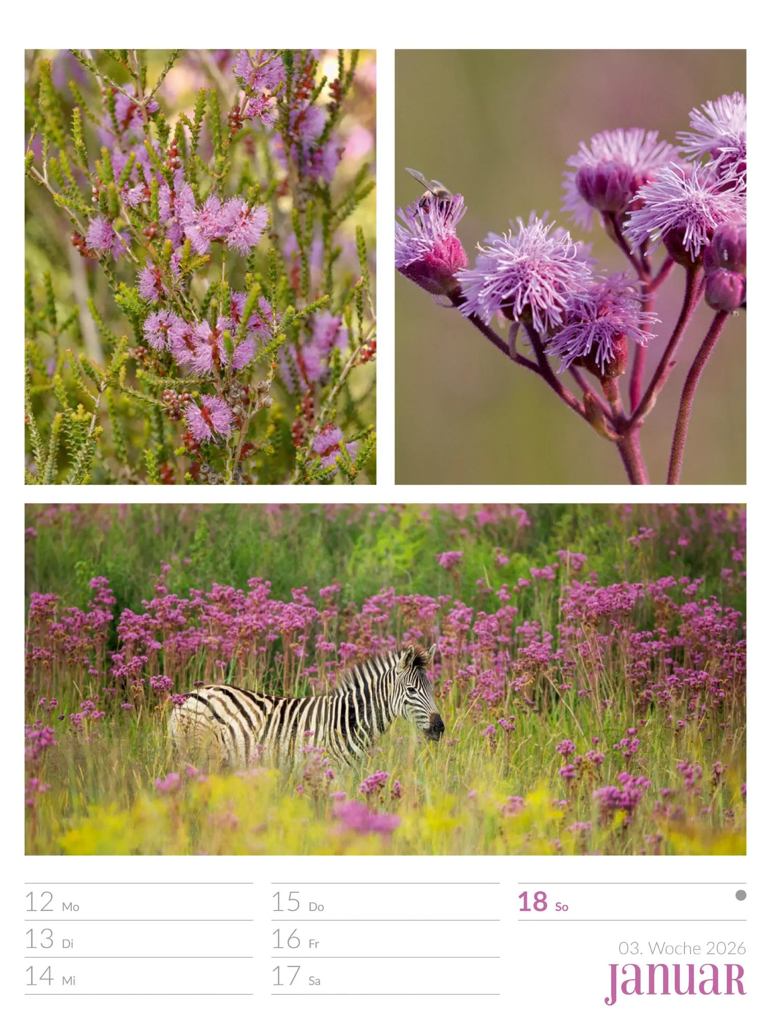 Bild: 9783838426815 | Farben der Natur - Wochenplaner Kalender 2026 | GmbH | Kalender | 2026