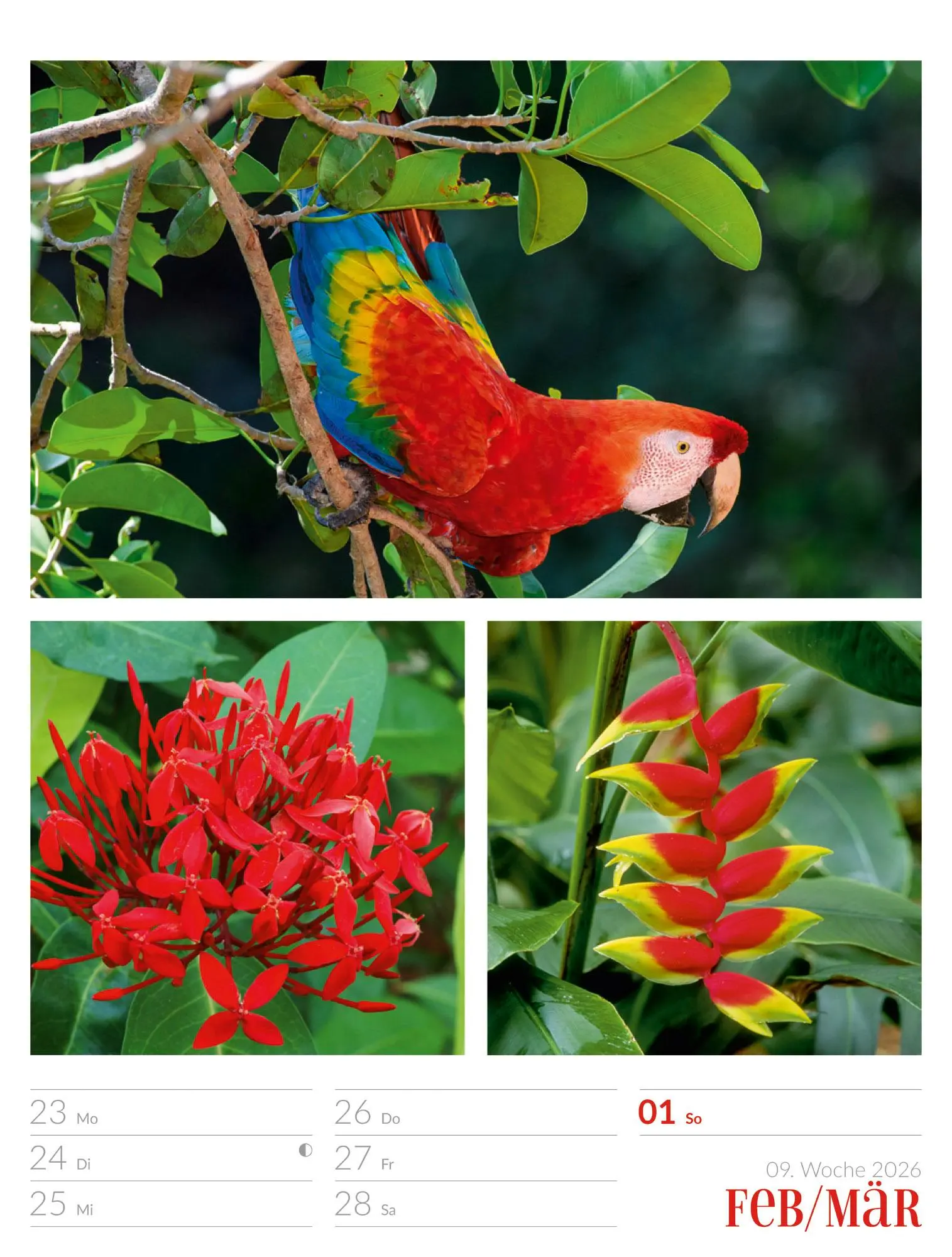 Bild: 9783838426815 | Farben der Natur - Wochenplaner Kalender 2026 | GmbH | Kalender | 2026