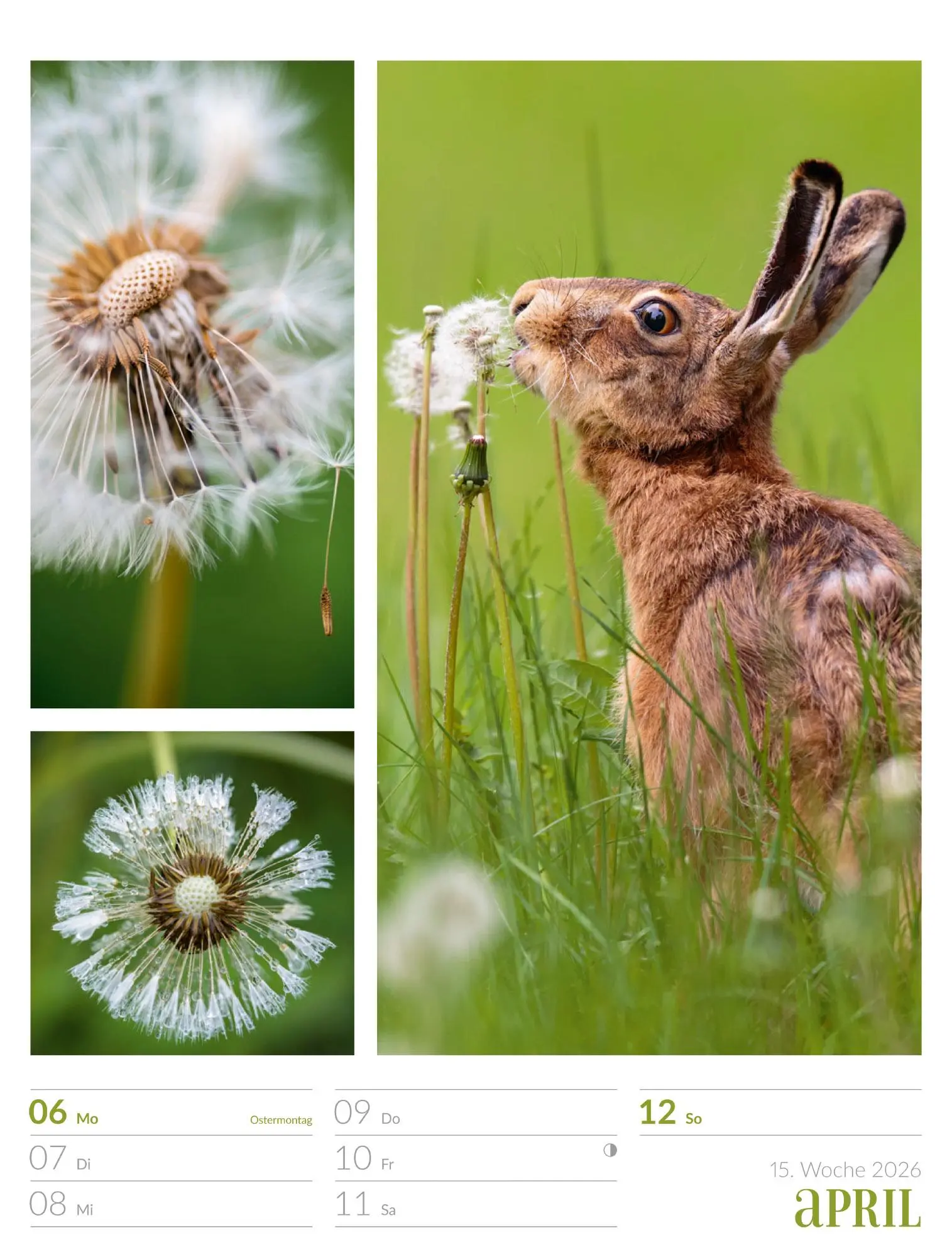 Bild: 9783838426815 | Farben der Natur - Wochenplaner Kalender 2026 | GmbH | Kalender | 2026