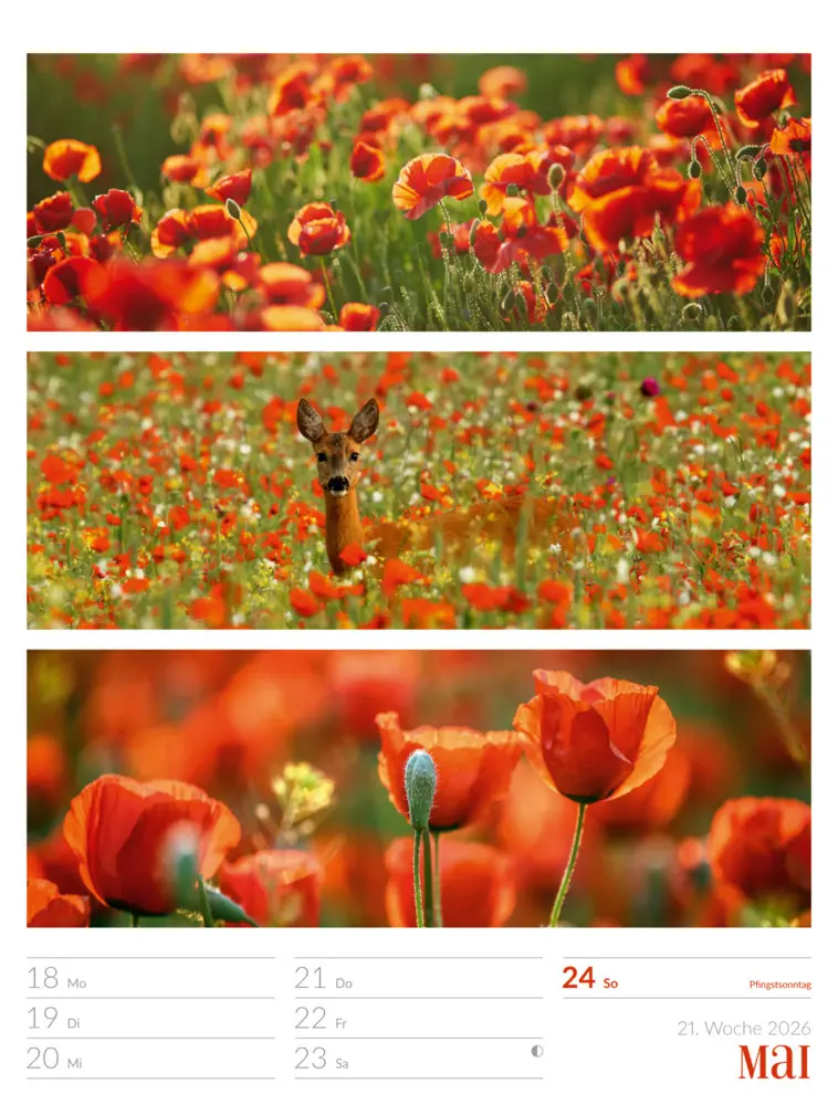 Bild: 9783838426815 | Farben der Natur Wochenplaner Kalender 2026 | GmbH | Kalender | 2026