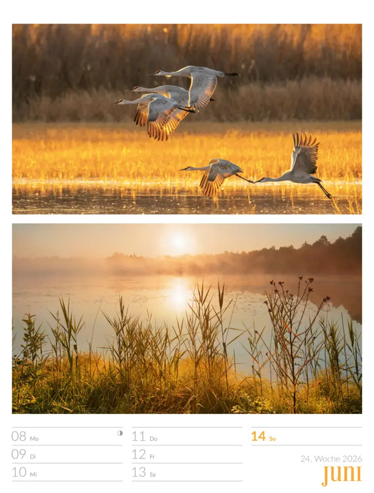 Bild: 9783838426815 | Farben der Natur Wochenplaner Kalender 2026 | GmbH | Kalender | 2026