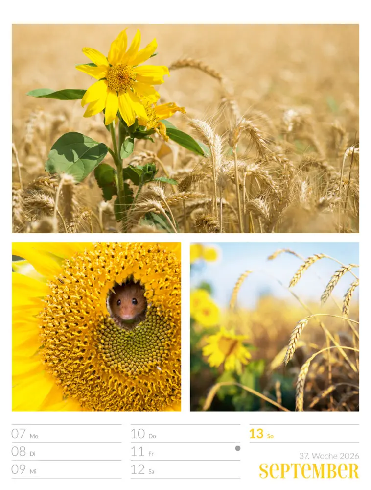 Bild: 9783838426815 | Farben der Natur Wochenplaner Kalender 2026 | GmbH | Kalender | 2026