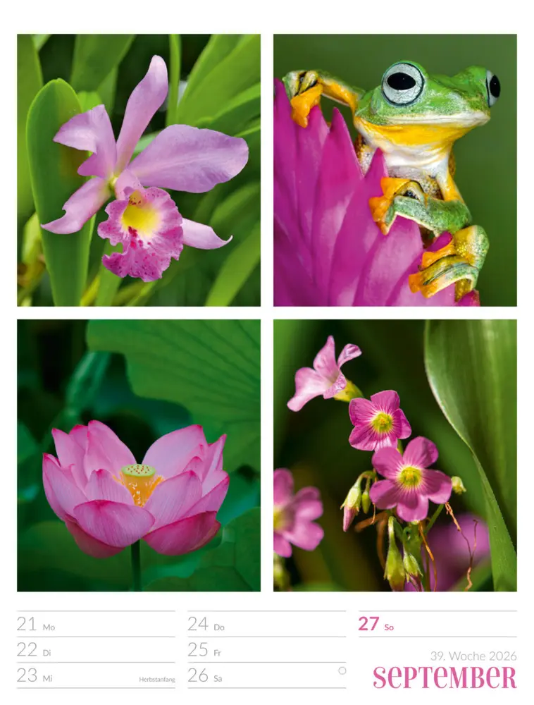 Bild: 9783838426815 | Farben der Natur Wochenplaner Kalender 2026 | GmbH | Kalender | 2026