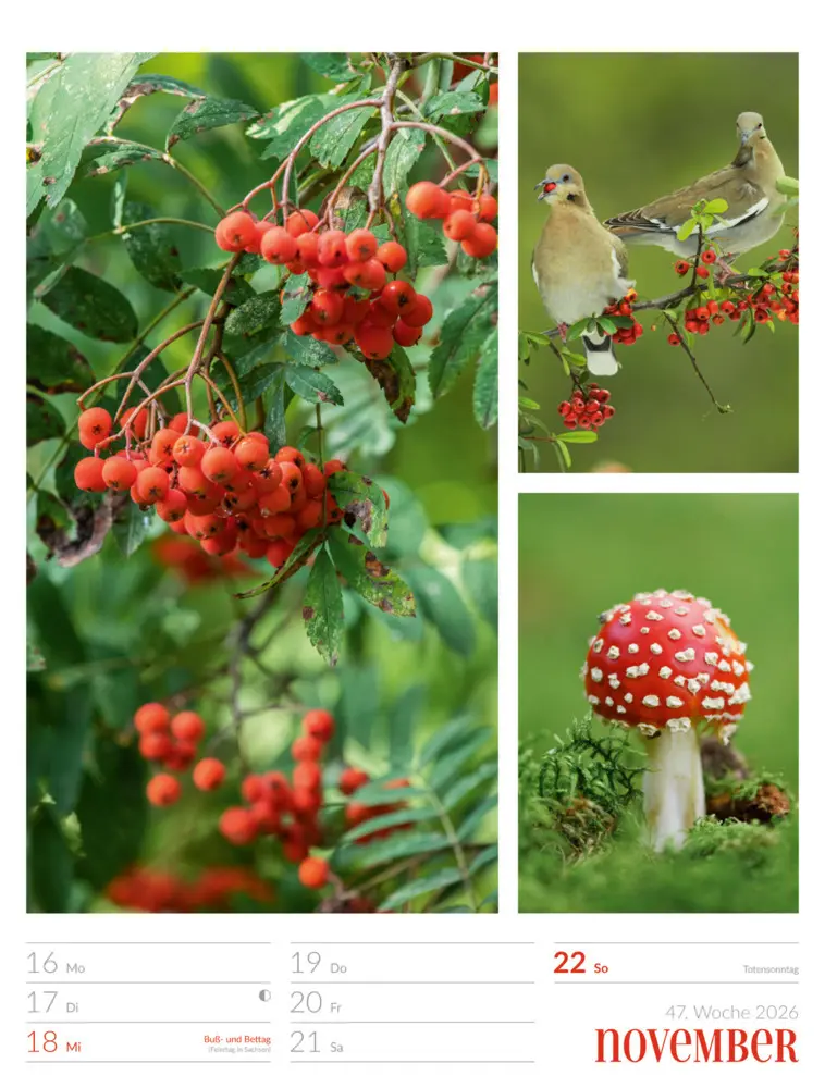 Bild: 9783838426815 | Farben der Natur Wochenplaner Kalender 2026 | GmbH | Kalender | 2026