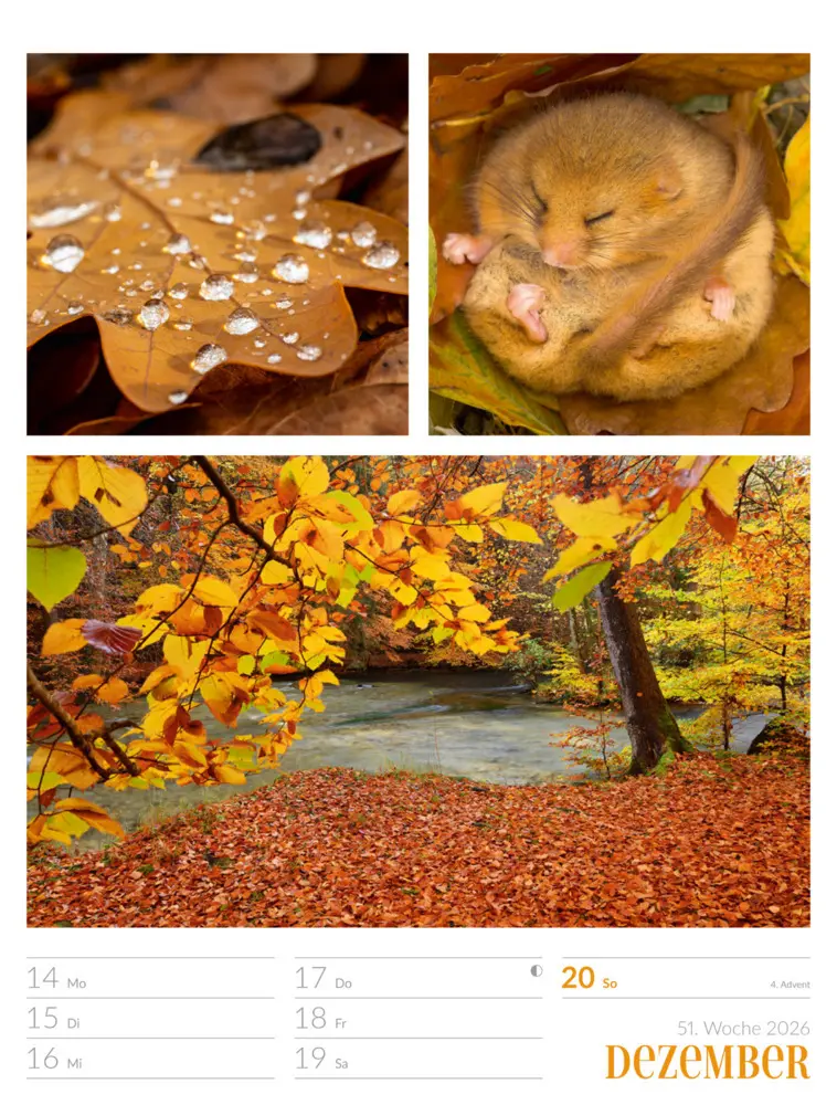 Bild: 9783838426815 | Farben der Natur Wochenplaner Kalender 2026 | GmbH | Kalender | 2026