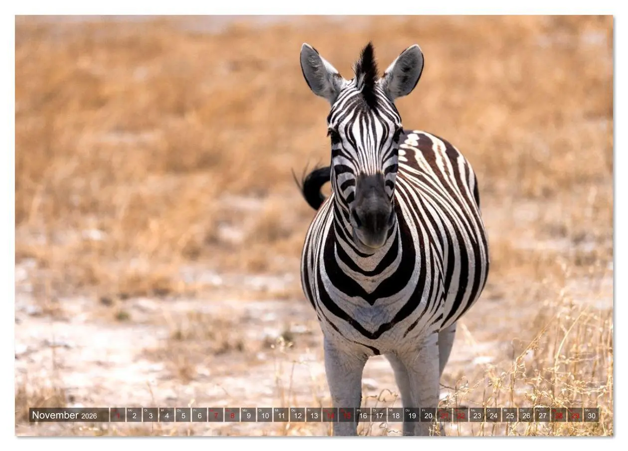 Bild: 9783516627015 | Namibia und Botswana - Entdeckungen in der Weite Afrikas...