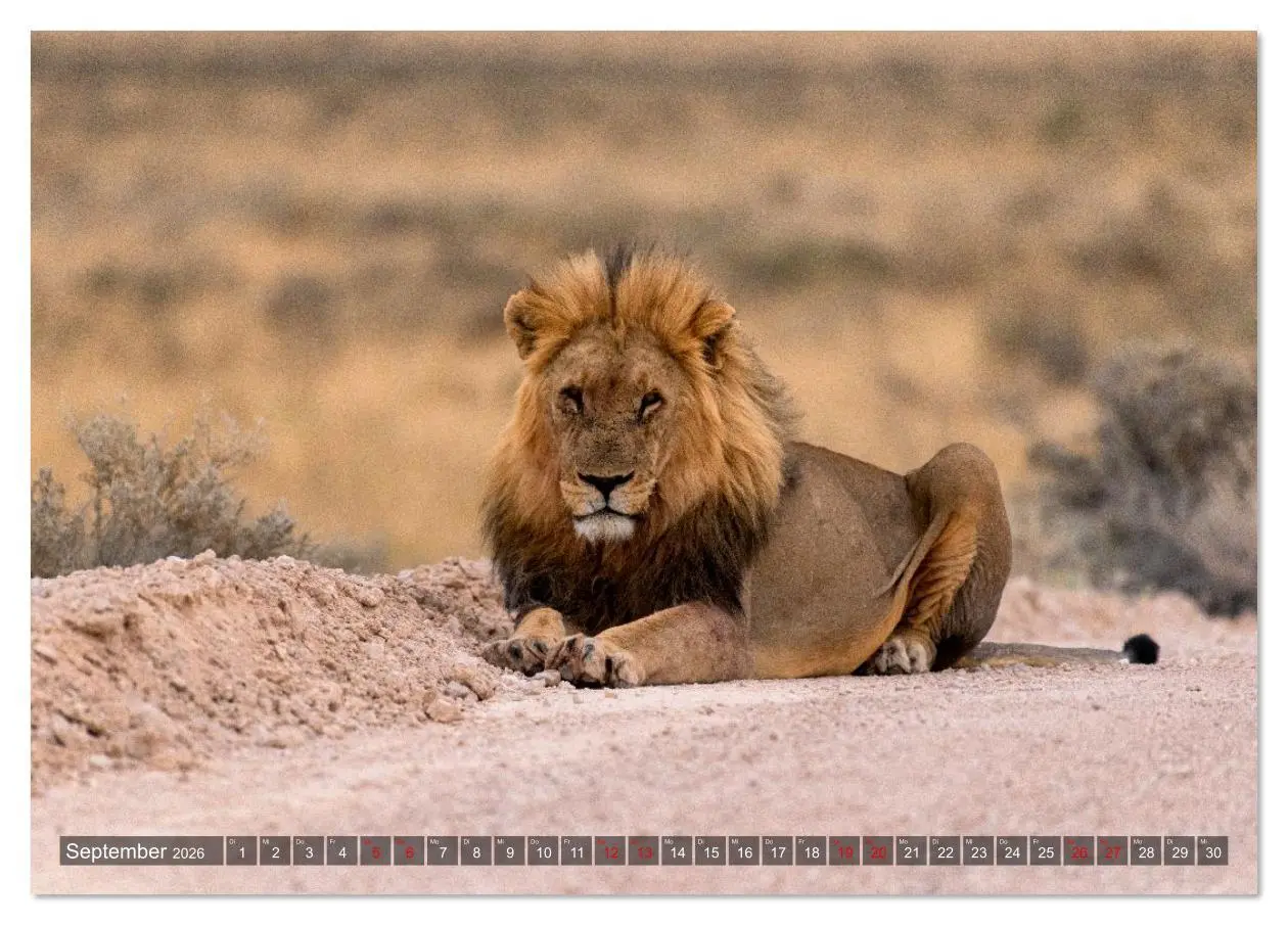 Bild: 9783516627015 | Namibia und Botswana - Entdeckungen in der Weite Afrikas...