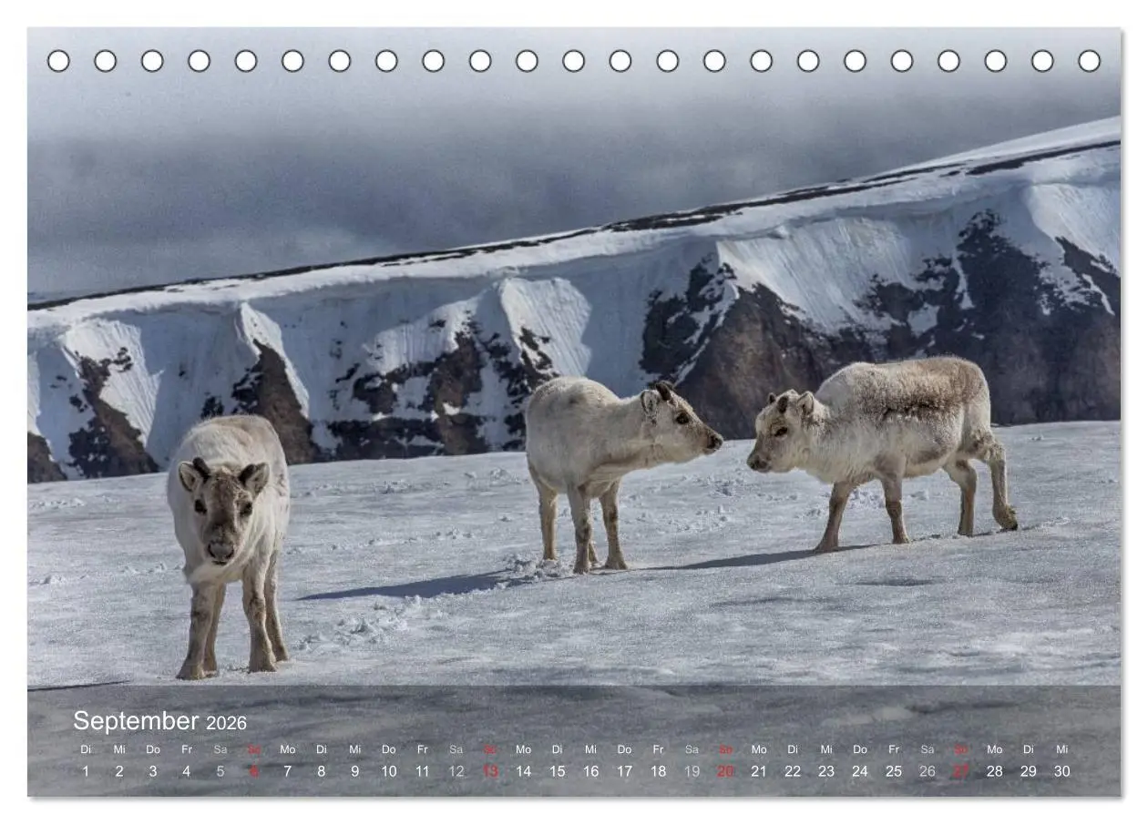 Bild: 9783516087215 | Spitzbergen - Impressionen aus der Arktis (Tischkalender 2026 DIN...