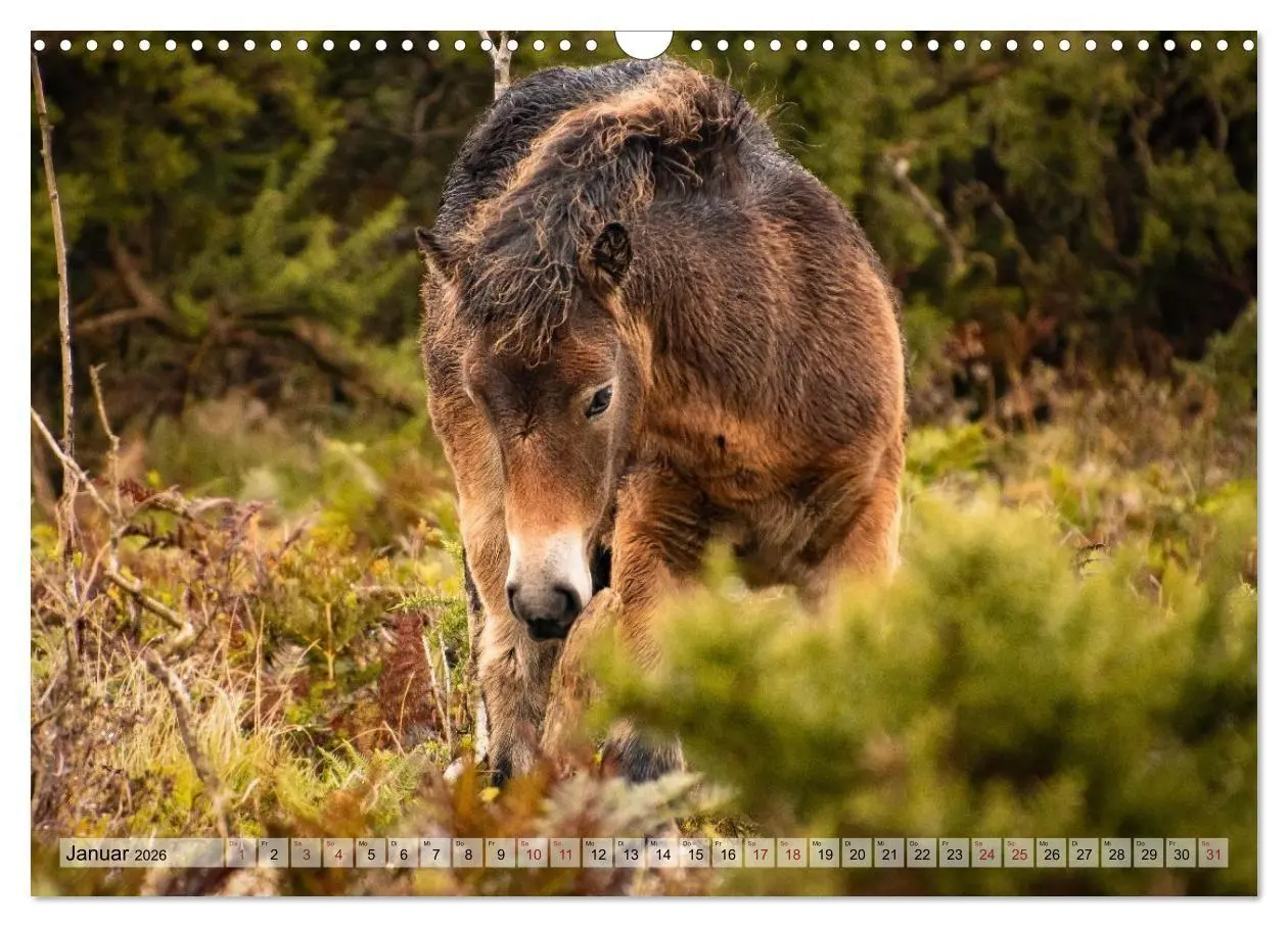 Bild: 9783516697315 | Wildperde - die Magie der Natur (Wandkalender 2026 DIN A3 quer),...