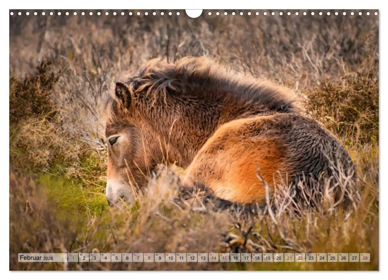 Bild: 9783516697315 | Wildperde - die Magie der Natur (Wandkalender 2026 DIN A3 quer),...