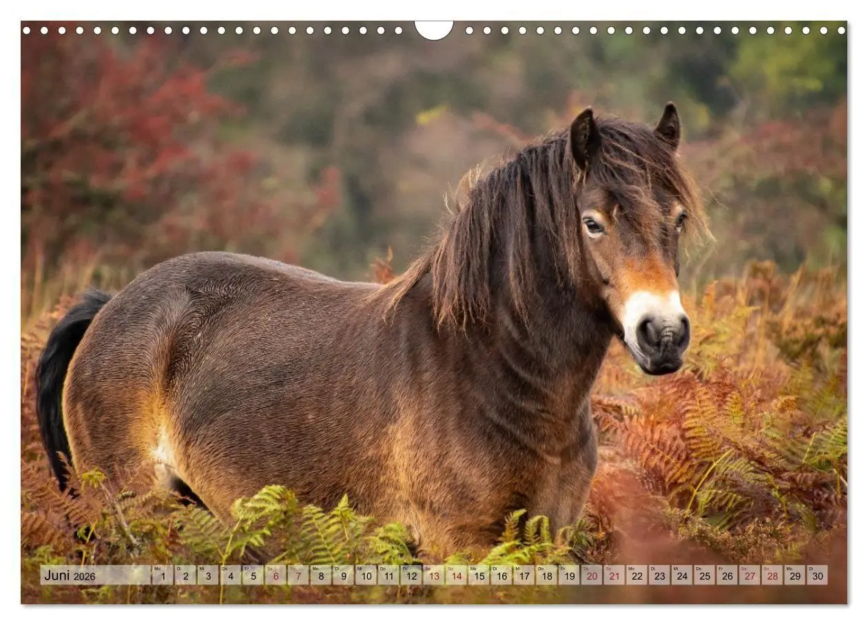 Bild: 9783516697315 | Wildperde - die Magie der Natur (Wandkalender 2026 DIN A3 quer),...