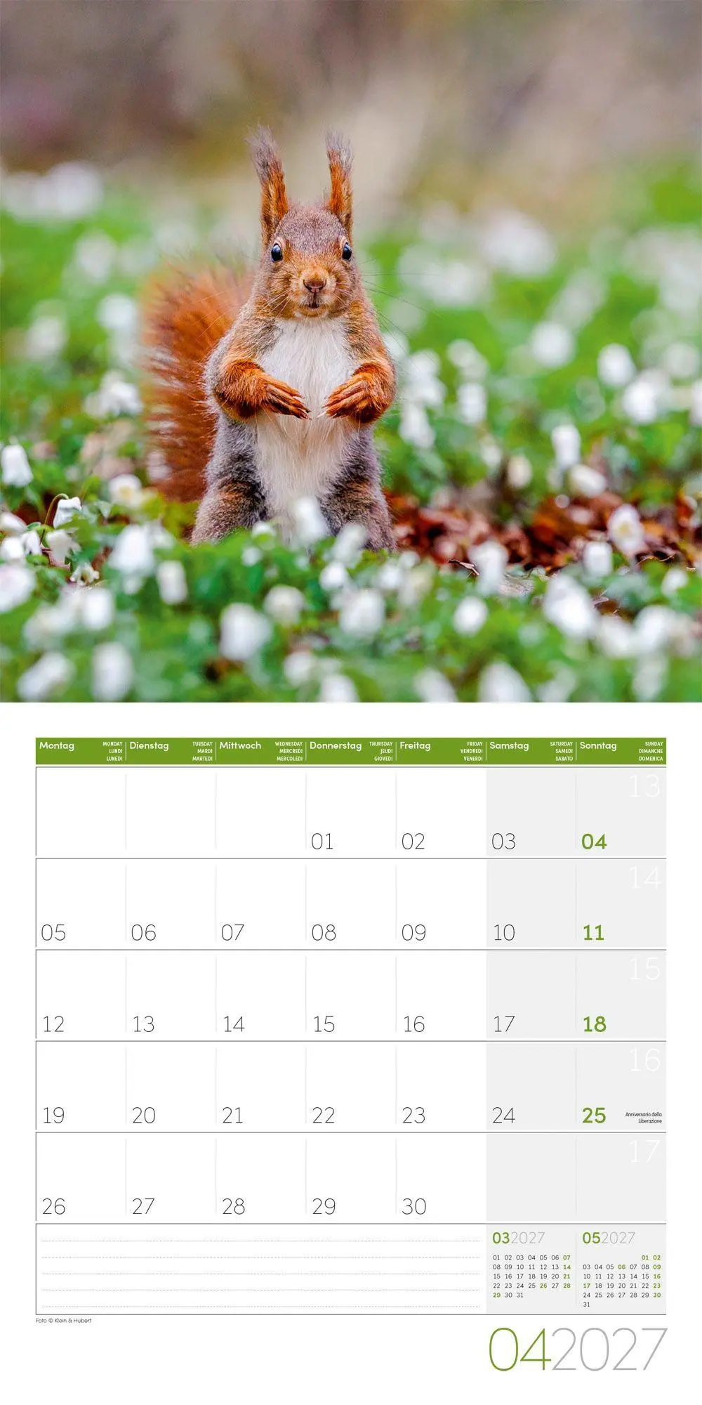 Bild: 9783838447315 | Eichhörnchen Kalender 2027 - 30x30 - Art12 | GmbH | Kalender | 28 S.