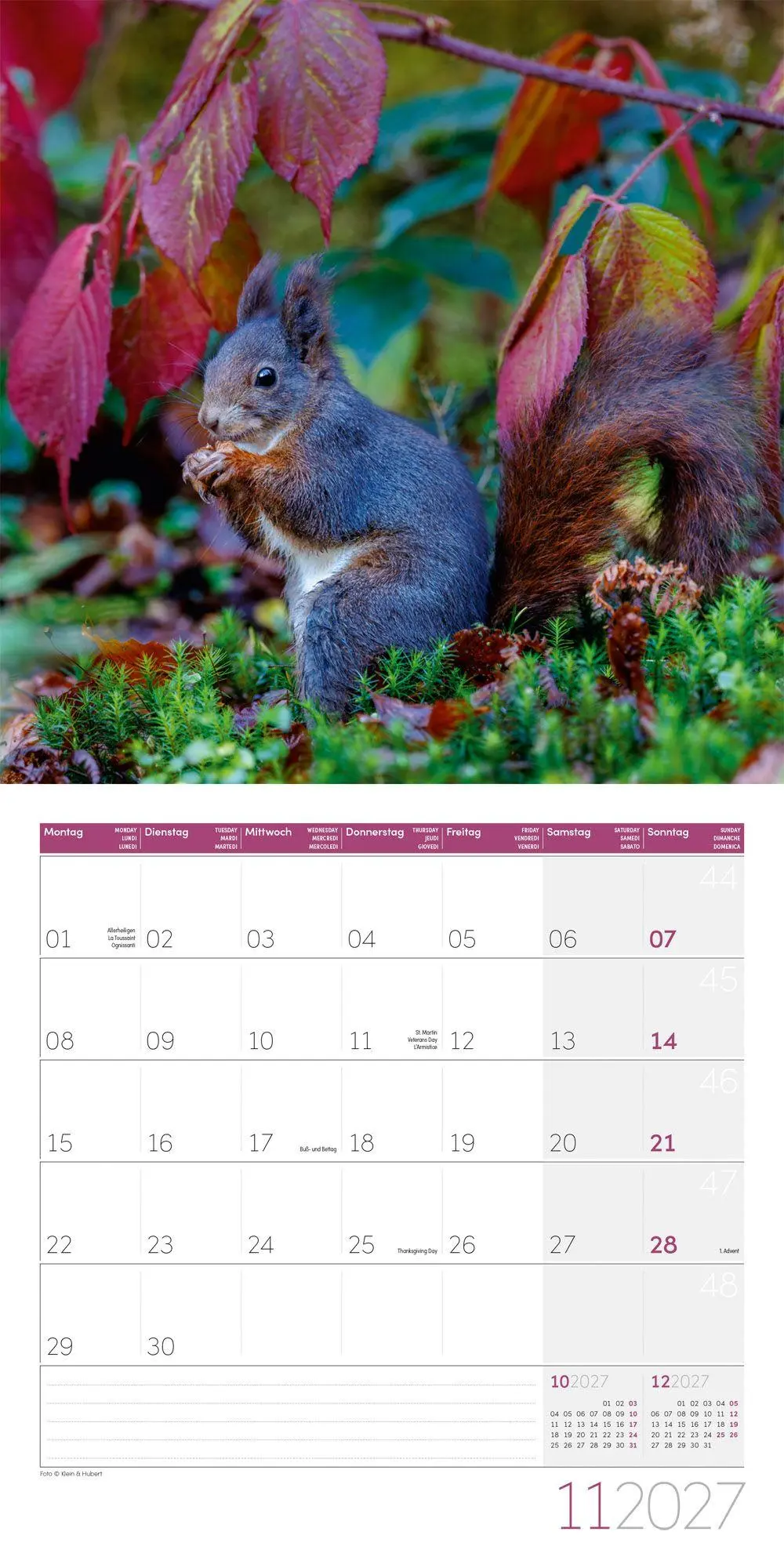 Bild: 9783838447315 | Eichhörnchen Kalender 2027 - 30x30 - Art12 | GmbH | Kalender | 28 S.