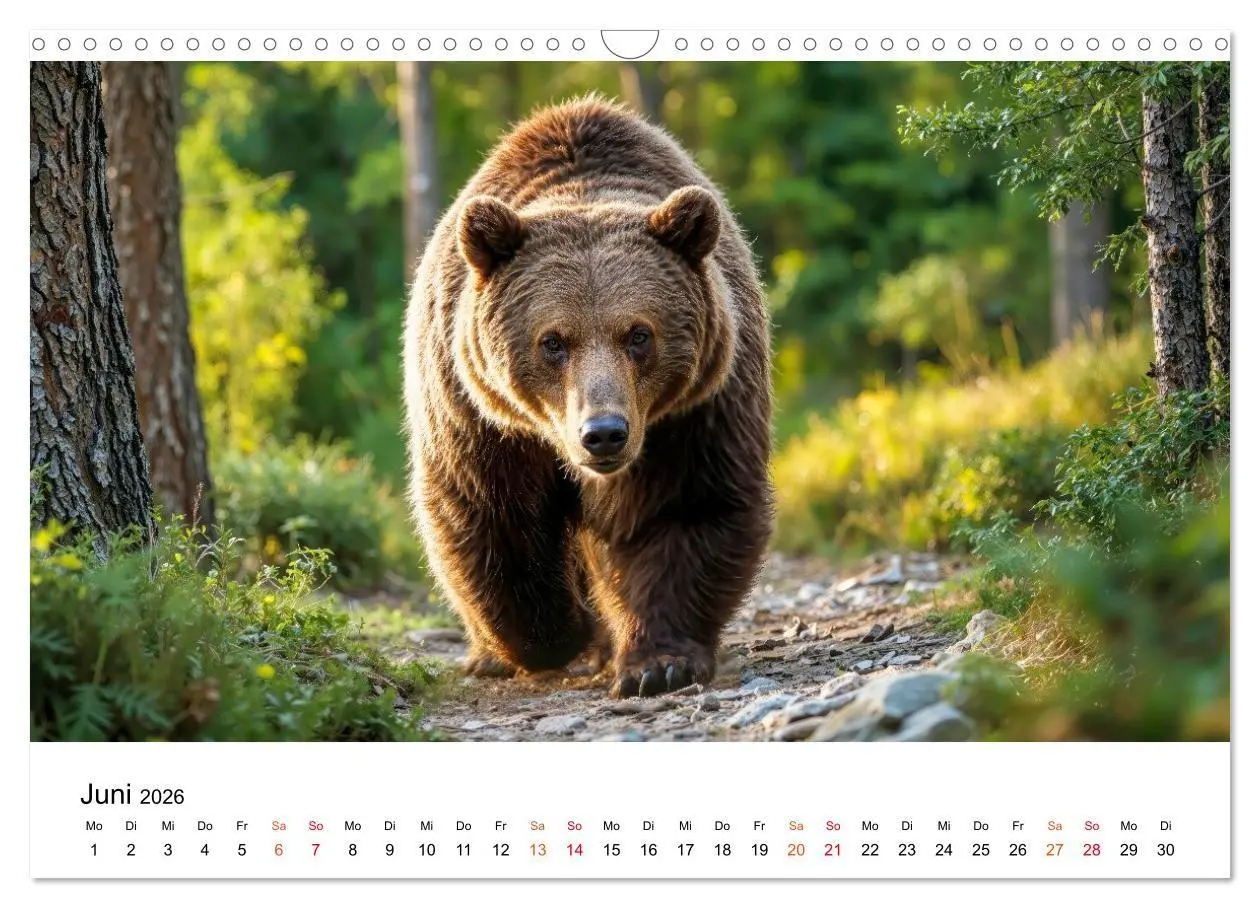 Bild: 9783516687415 | Bären - Die Macht der Natur (Wandkalender 2026 DIN A3 quer),...