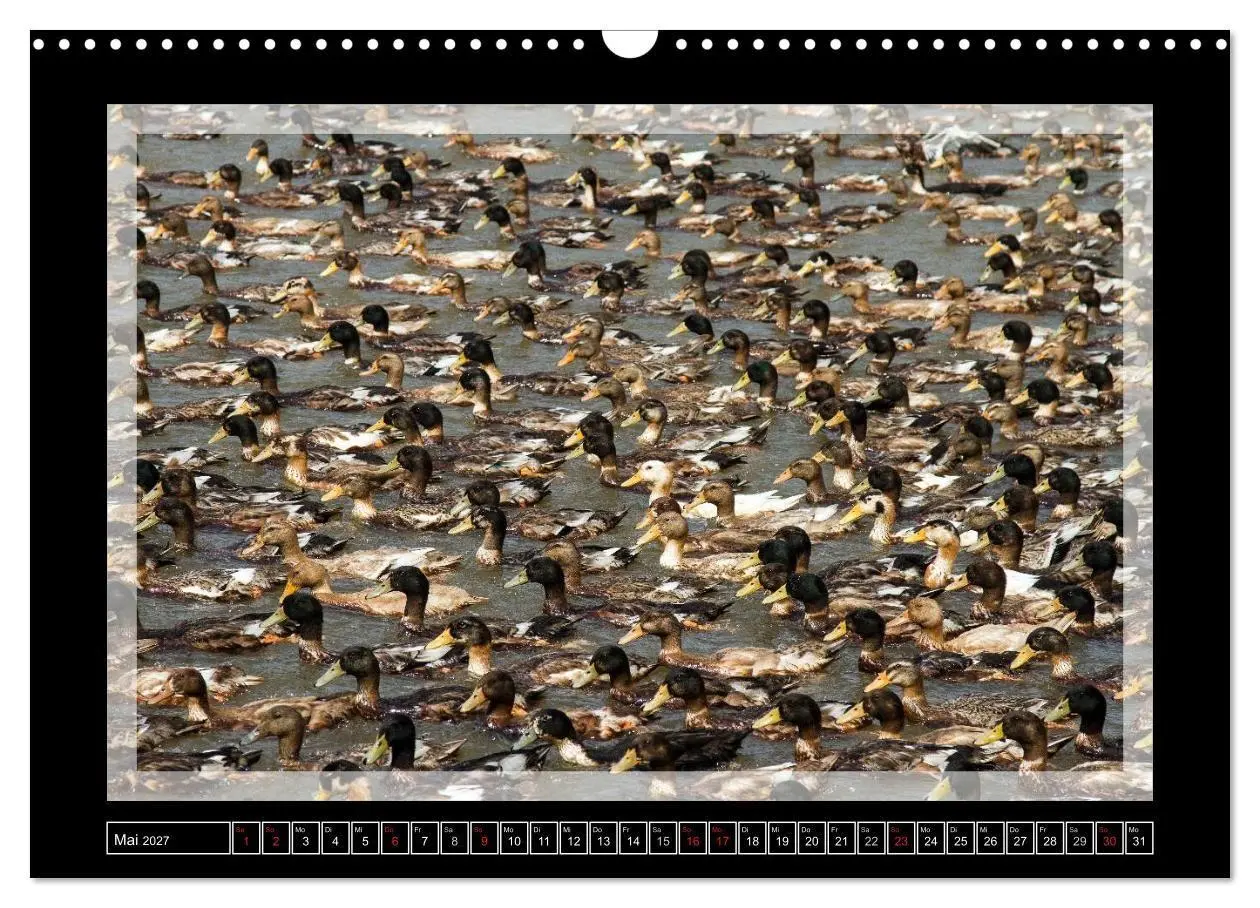 Bild: 9783594047415 | Kerala - Impressionen aus Südindien (Wandkalender 2027 DIN A3...