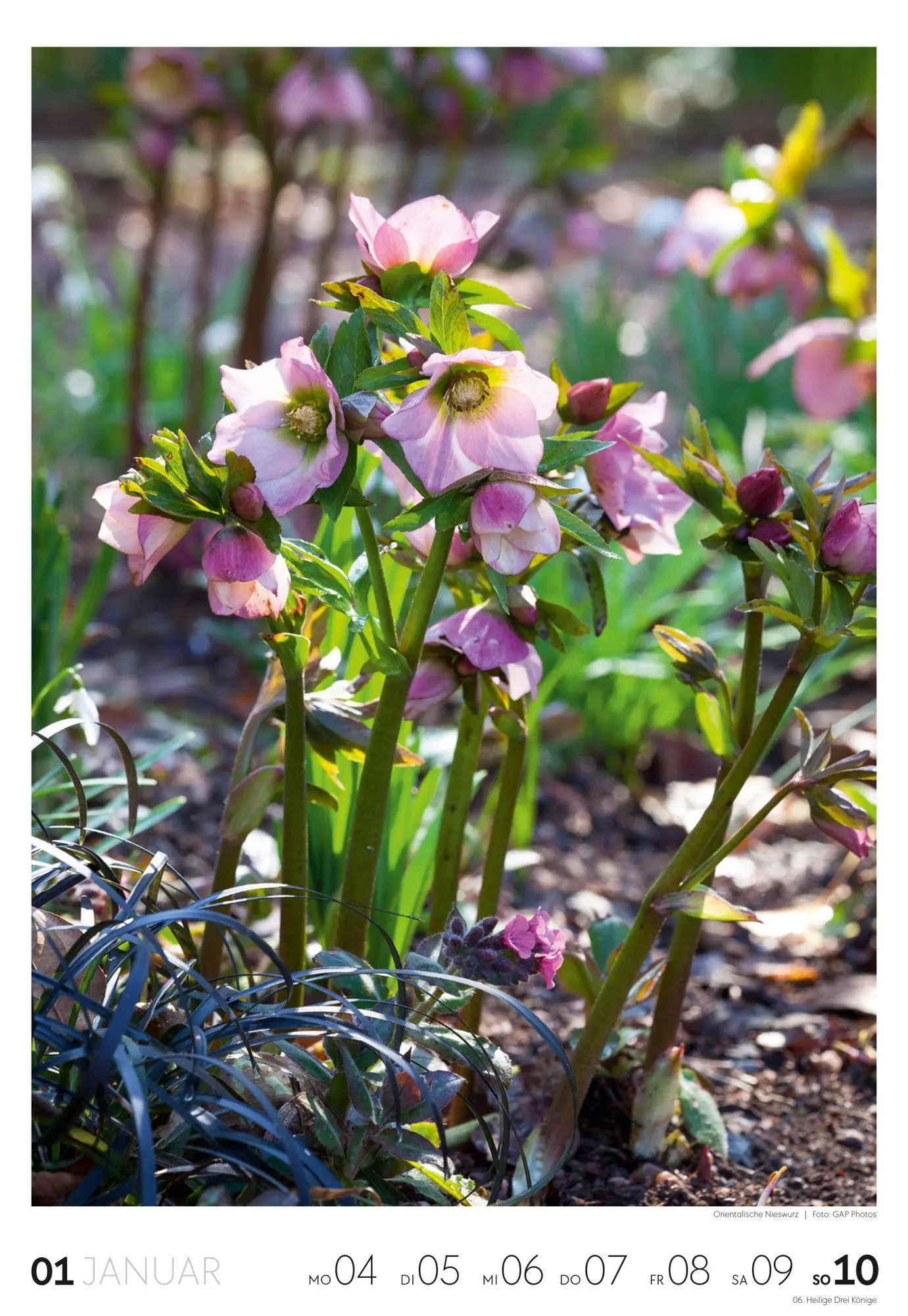 Bild: 9783838437415 | Garten Wochenkalender 2027 | Ackermann Kunstverlag GmbH | Kalender