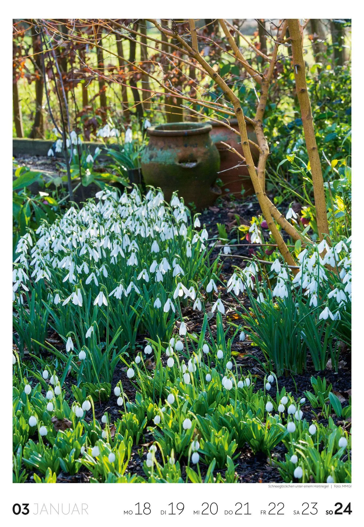 Bild: 9783838437415 | Garten Wochenkalender 2027 | Ackermann Kunstverlag GmbH | Kalender