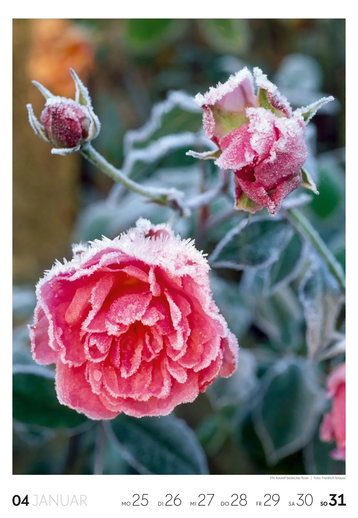 Bild: 9783838437415 | Garten Wochenkalender 2027 | Ackermann Kunstverlag GmbH | Kalender