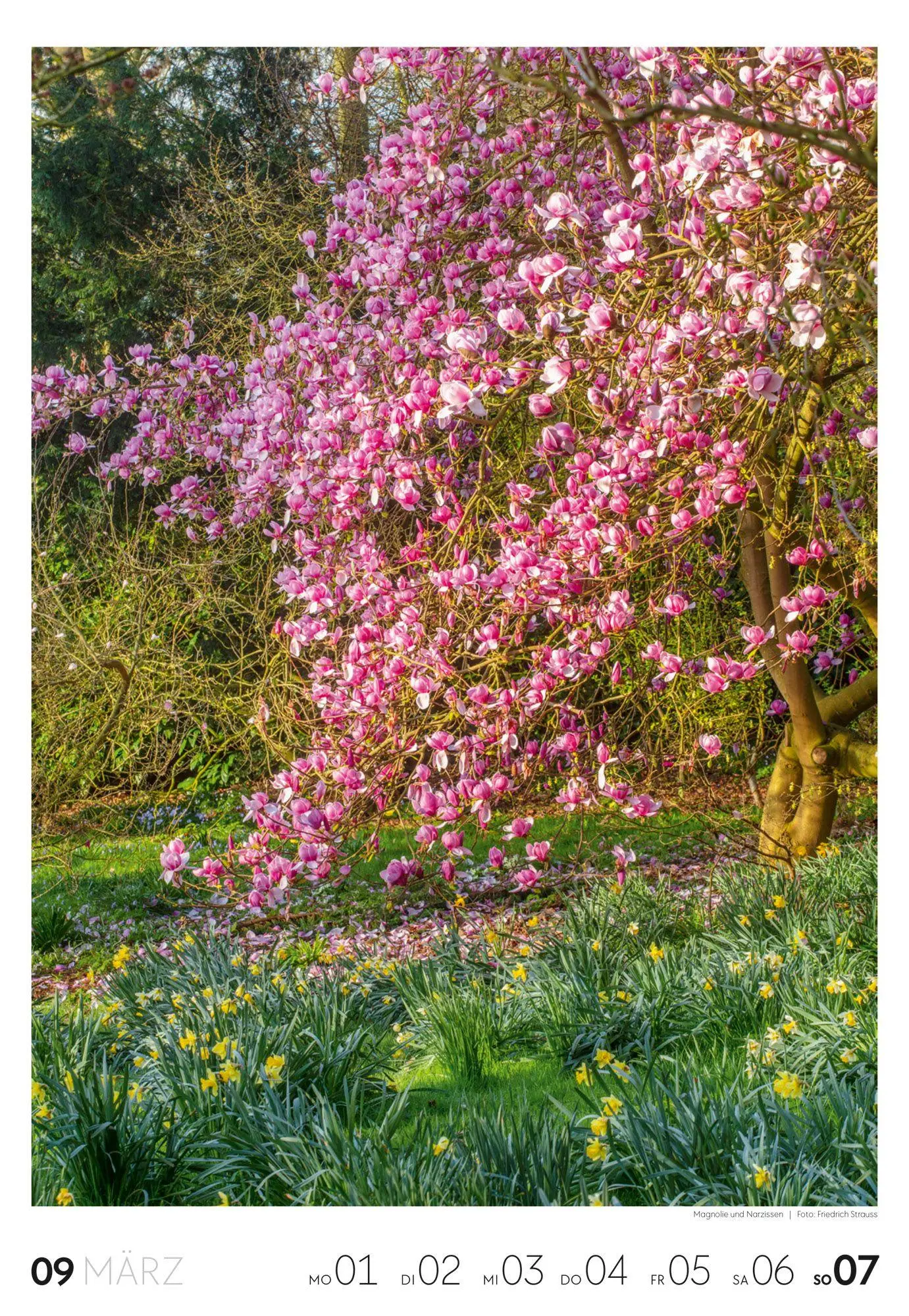 Bild: 9783838437415 | Garten Wochenkalender 2027 | Ackermann Kunstverlag GmbH | Kalender