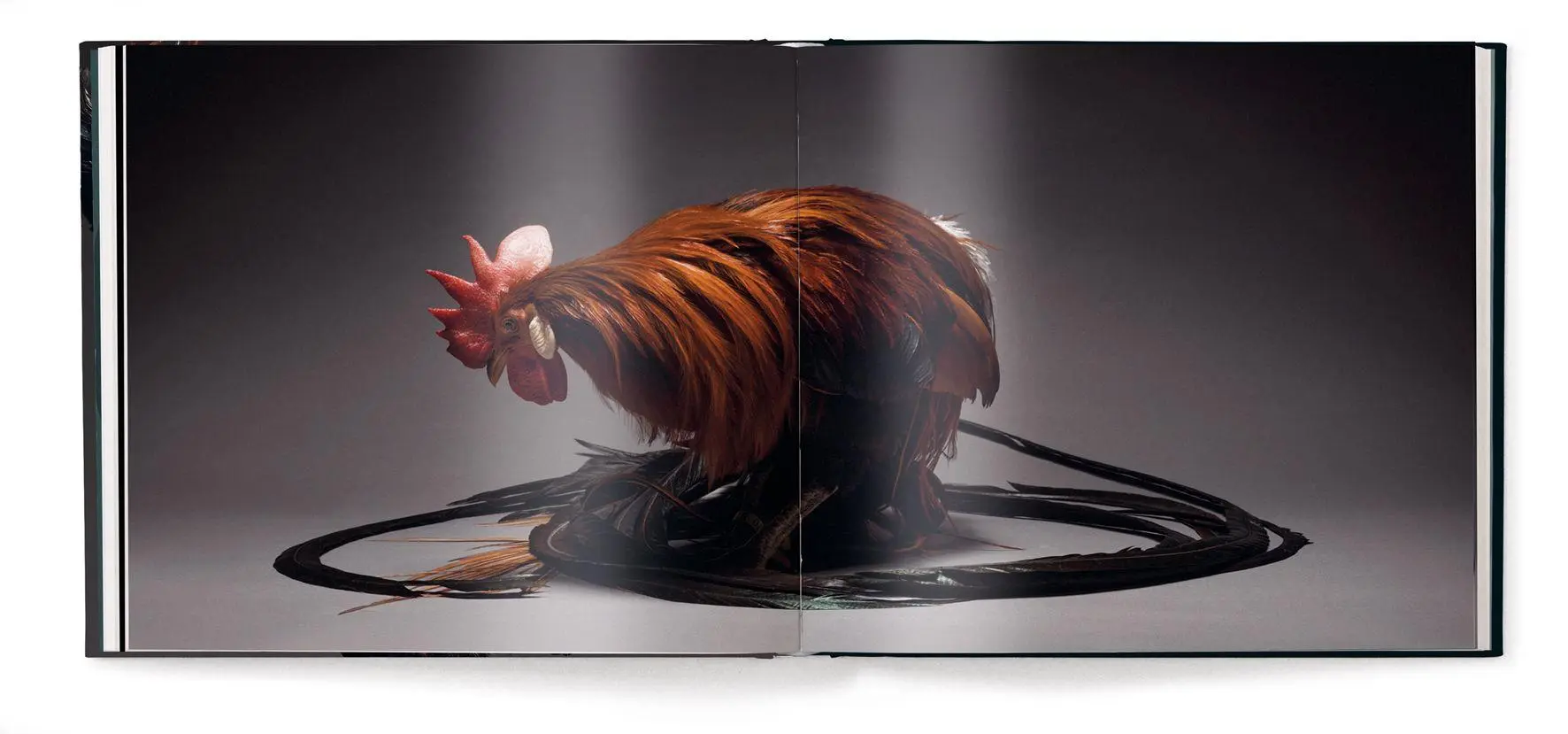Bild: 9783961717415 | Gefiederte Eleganz | Eine fotografische Hommage an das Huhn | Buch