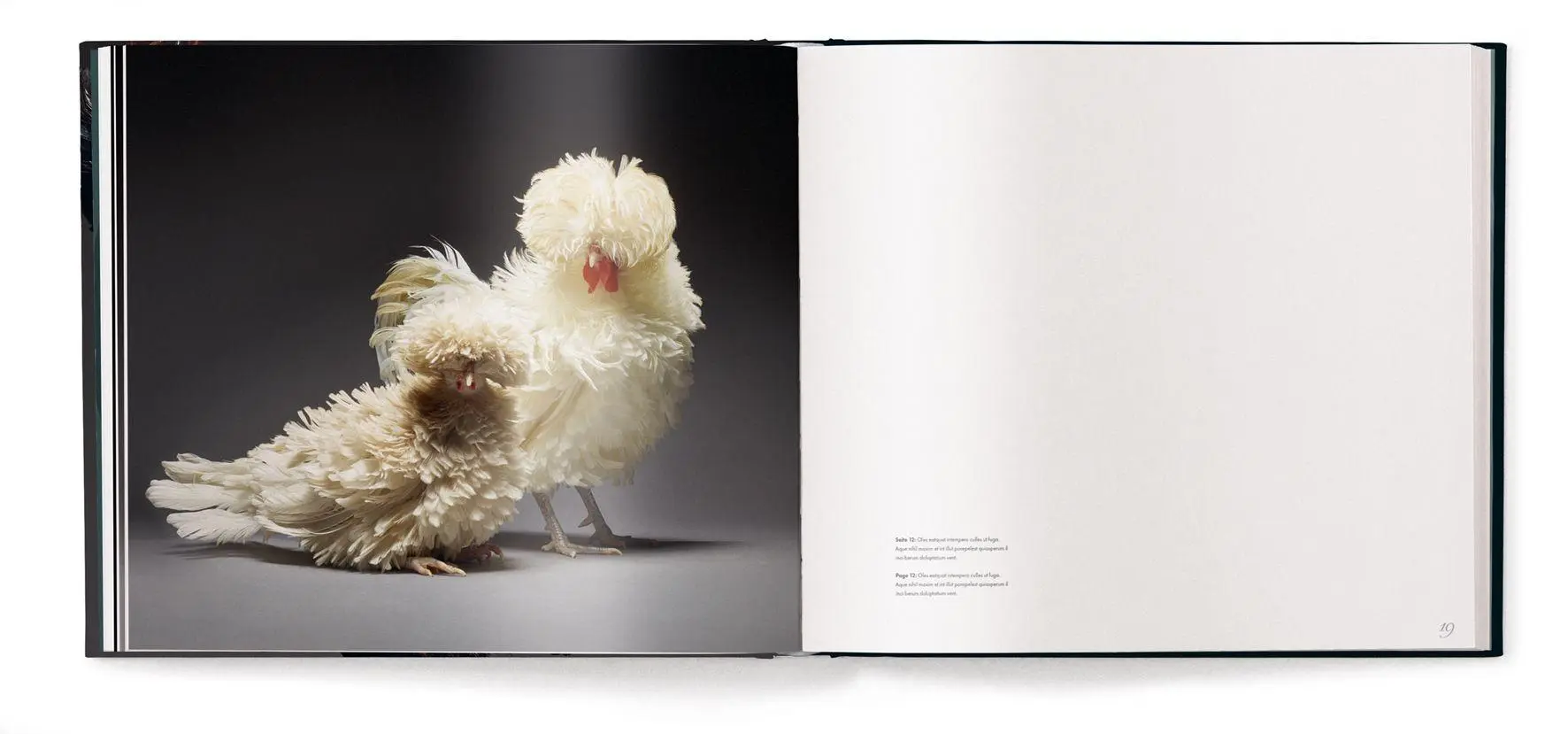 Bild: 9783961717415 | Gefiederte Eleganz | Eine fotografische Hommage an das Huhn | Buch