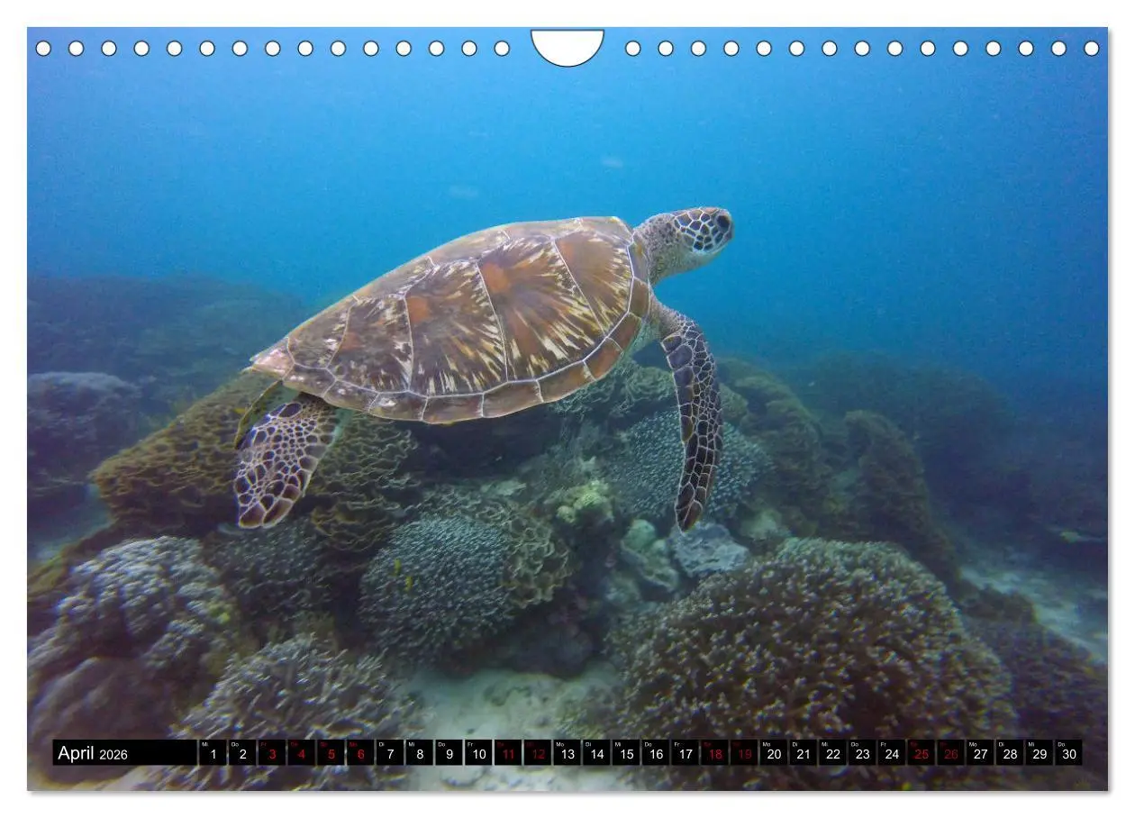 Bild: 9783457657515 | Tauchplätze Weltweit (Wandkalender 2026 DIN A4 quer), CALVENDO...