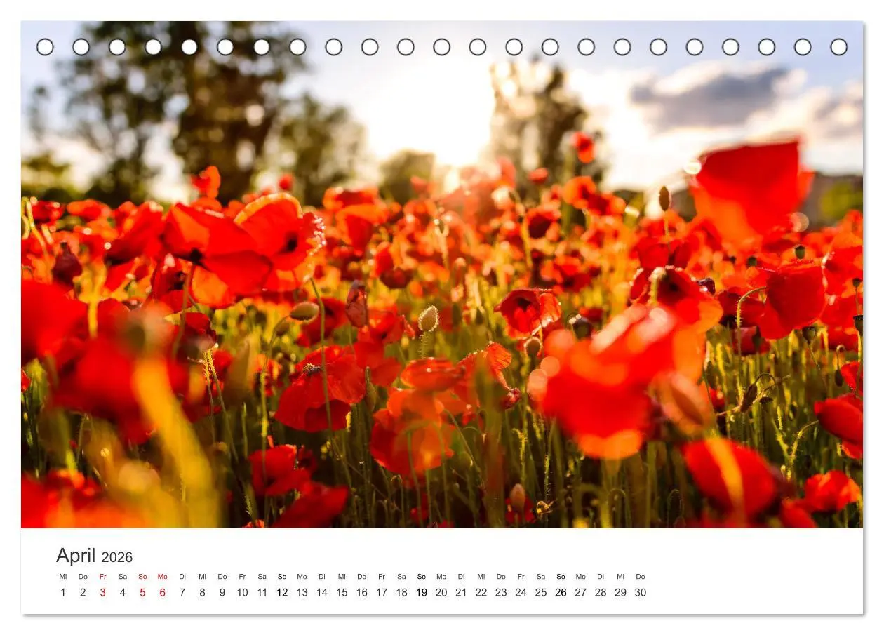 Bild: 9783457577615 | Spanien - ein Land zum Verlieben. (Tischkalender 2026 DIN A5 quer),...