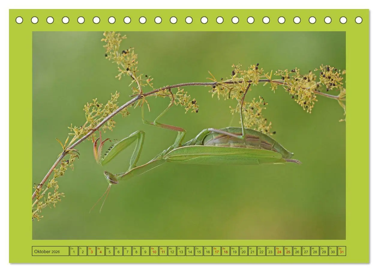 Bild: 9783457717615 | Die Gottesanbeterin Mantis Religiosa (Tischkalender 2026 DIN A5...