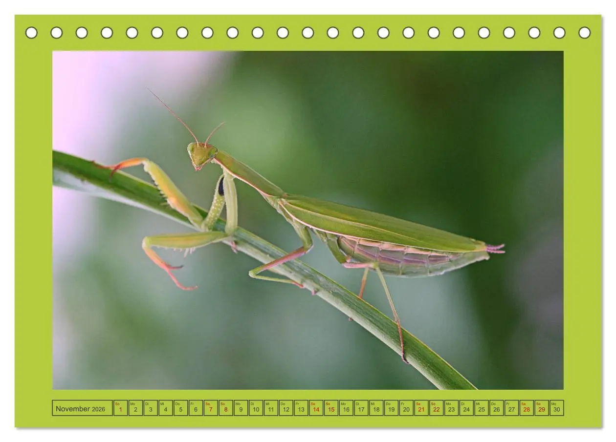 Bild: 9783457717615 | Die Gottesanbeterin Mantis Religiosa (Tischkalender 2026 DIN A5...