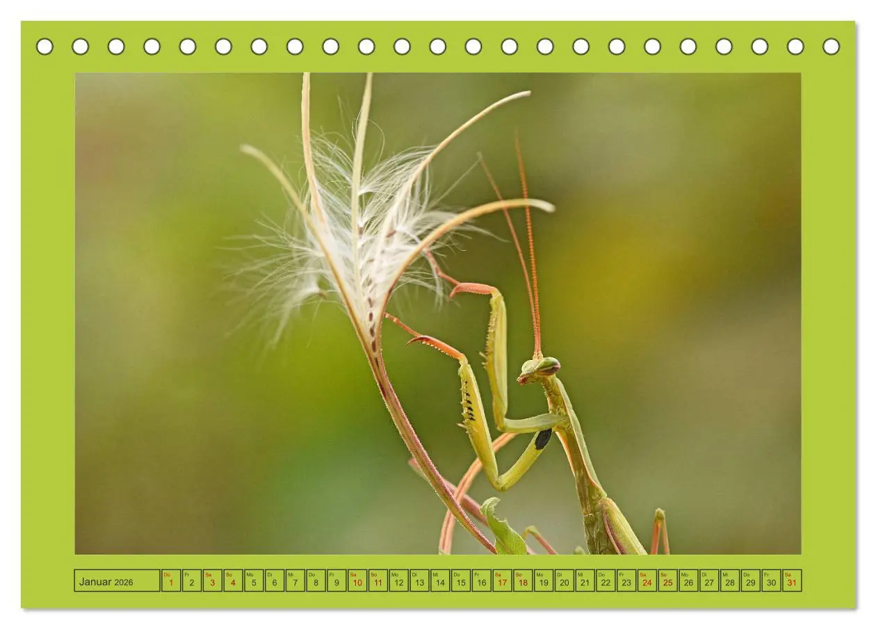Bild: 9783457717615 | Die Gottesanbeterin Mantis Religiosa (Tischkalender 2026 DIN A5...