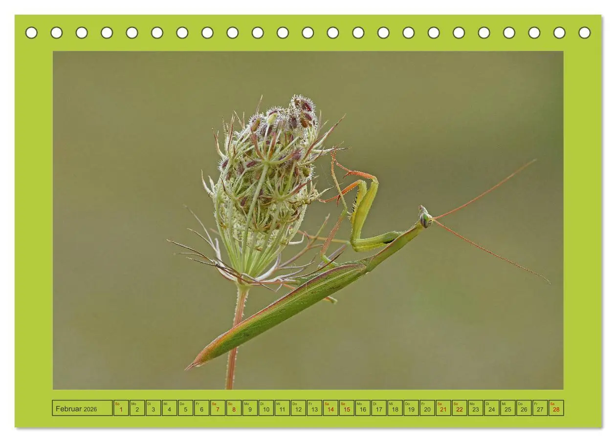 Bild: 9783457717615 | Die Gottesanbeterin Mantis Religiosa (Tischkalender 2026 DIN A5...