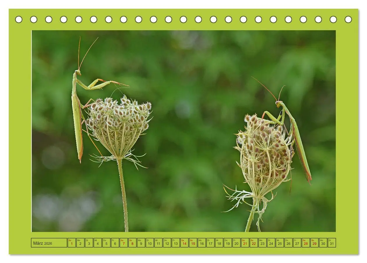 Bild: 9783457717615 | Die Gottesanbeterin Mantis Religiosa (Tischkalender 2026 DIN A5...
