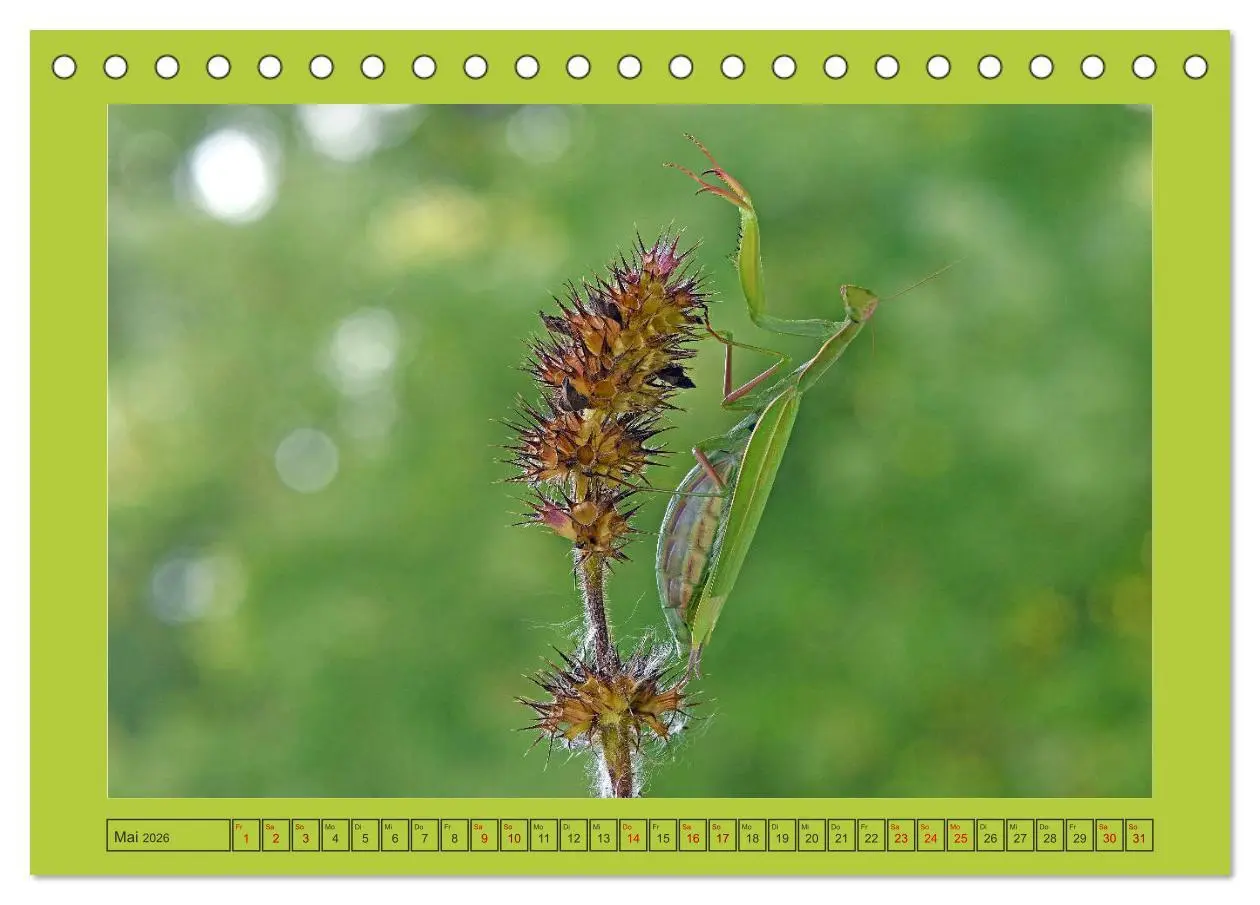 Bild: 9783457717615 | Die Gottesanbeterin Mantis Religiosa (Tischkalender 2026 DIN A5...
