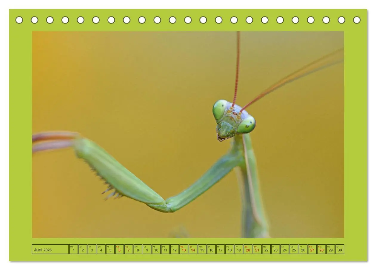 Bild: 9783457717615 | Die Gottesanbeterin Mantis Religiosa (Tischkalender 2026 DIN A5...