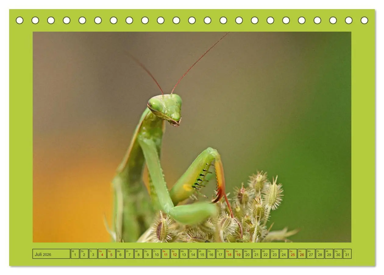 Bild: 9783457717615 | Die Gottesanbeterin Mantis Religiosa (Tischkalender 2026 DIN A5...