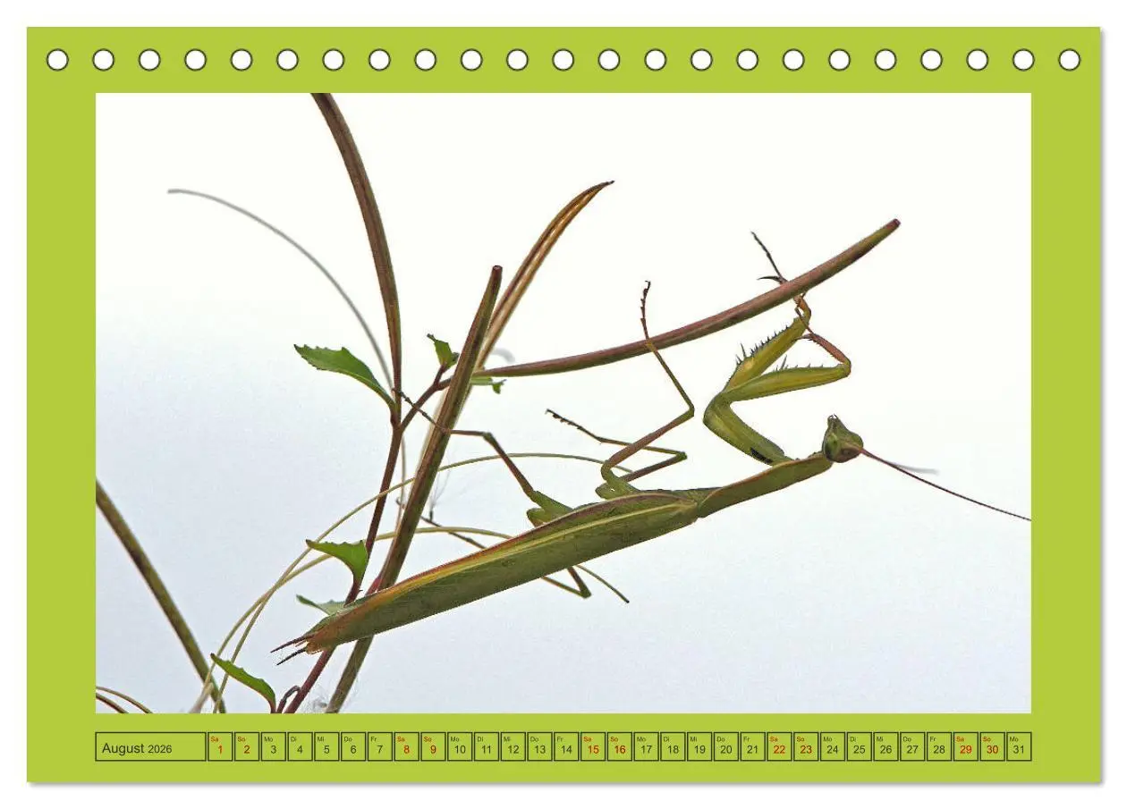 Bild: 9783457717615 | Die Gottesanbeterin Mantis Religiosa (Tischkalender 2026 DIN A5...