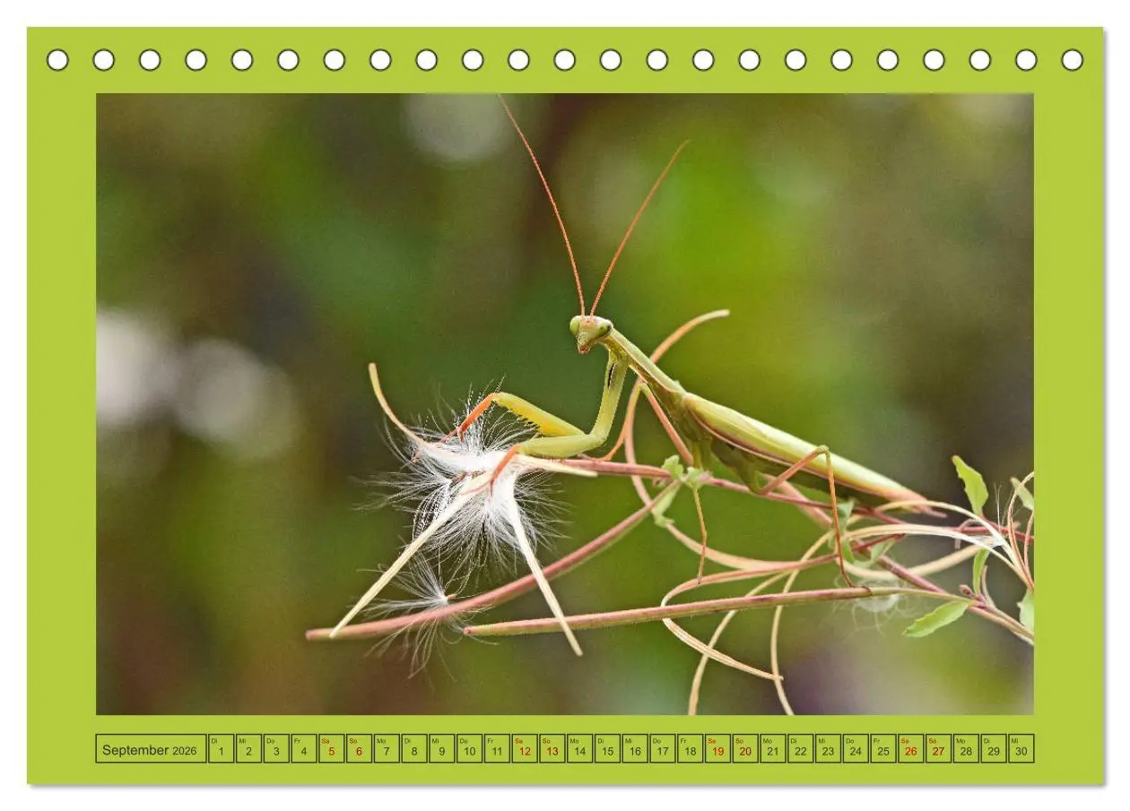 Bild: 9783457717615 | Die Gottesanbeterin Mantis Religiosa (Tischkalender 2026 DIN A5...