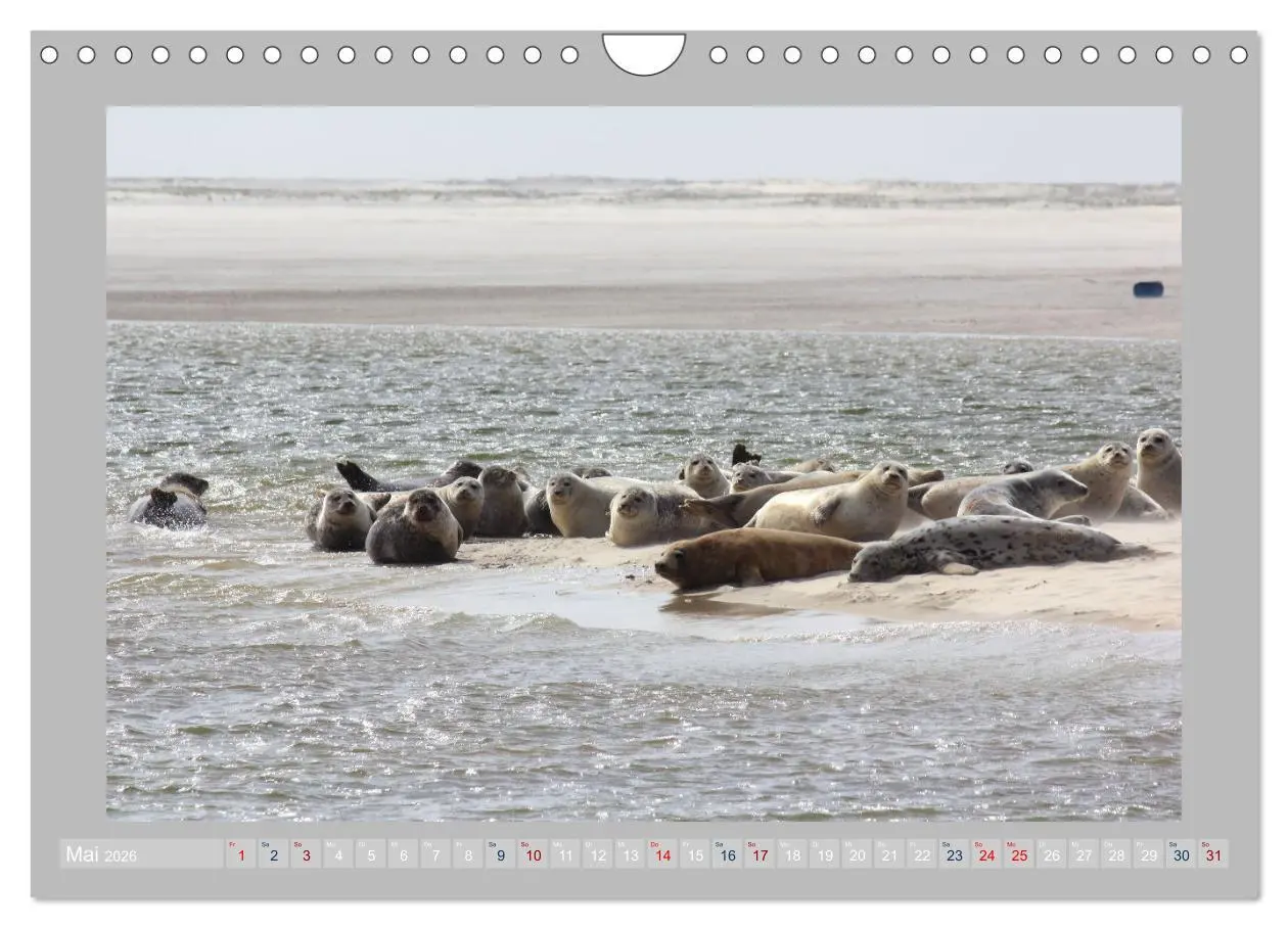 Bild: 9783457637715 | Juist - Kleine Insel, Große Freiheit (Wandkalender 2026 DIN A4...