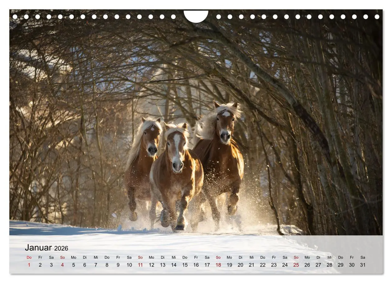 Bild: 9783457668115 | Pferde 2026 Kraft und Anmut (Wandkalender 2026 DIN A4 quer),...