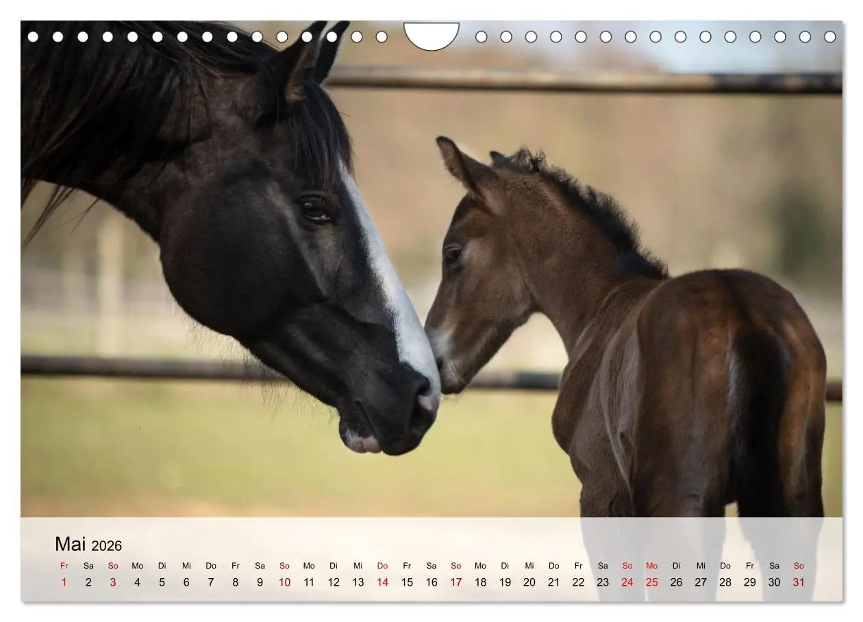 Bild: 9783457668115 | Pferde 2026 Kraft und Anmut (Wandkalender 2026 DIN A4 quer),...