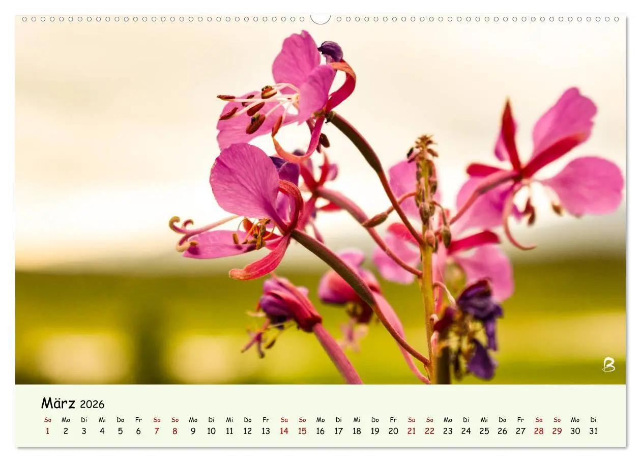 Bild: 9783457738115 | Entdecke den Yukon (Wandkalender 2026 DIN A2 quer), CALVENDO...
