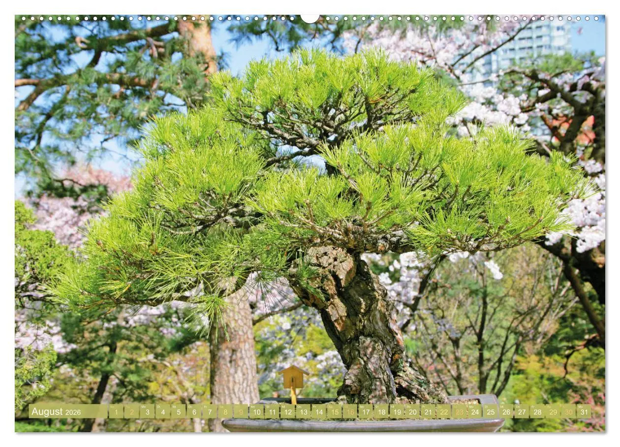 Bild: 9783457348215 | Gartenkunst aus Japan: Bonsai (Wandkalender 2026 DIN A2 quer),...