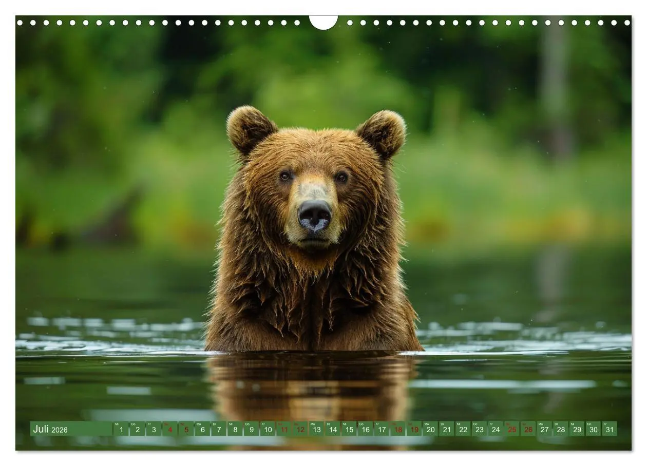 Bild: 9783457418215 | Wildes Bärenland (Wandkalender 2026 DIN A3 quer), CALVENDO...