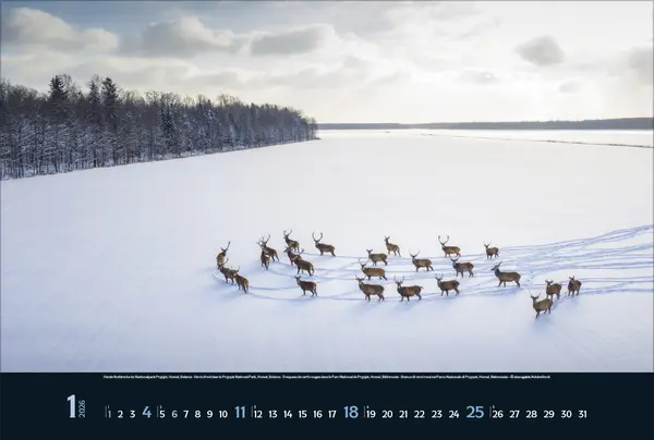 Bild: 9783731888215 | Wilde Tiere - weite Landschaft 2026 | Verlag Korsch | Kalender | 14 S.