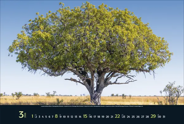 Bild: 9783731888215 | Wilde Tiere - weite Landschaft 2026 | Verlag Korsch | Kalender | 14 S.