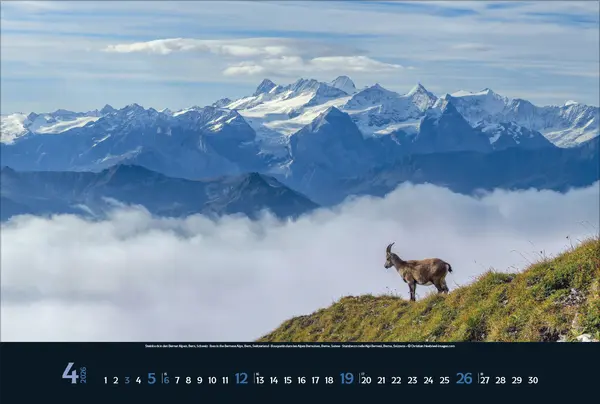 Bild: 9783731888215 | Wilde Tiere - weite Landschaft 2026 | Verlag Korsch | Kalender | 14 S.