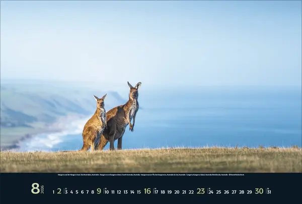 Bild: 9783731888215 | Wilde Tiere - weite Landschaft 2026 | Verlag Korsch | Kalender | 14 S.