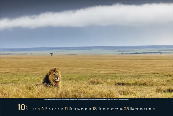 Bild: 9783731888215 | Wilde Tiere - weite Landschaft 2026 | Verlag Korsch | Kalender | 14 S.