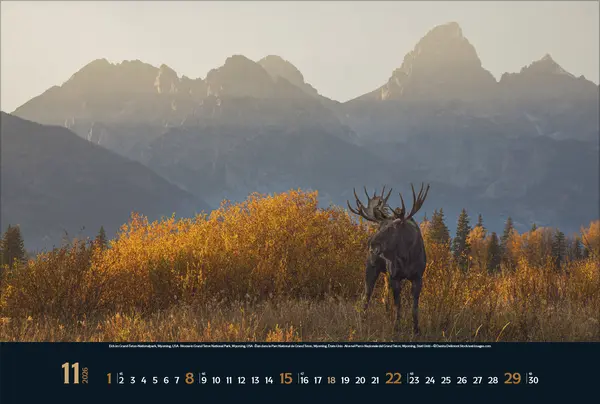Bild: 9783731888215 | Wilde Tiere - weite Landschaft 2026 | Verlag Korsch | Kalender | 14 S.