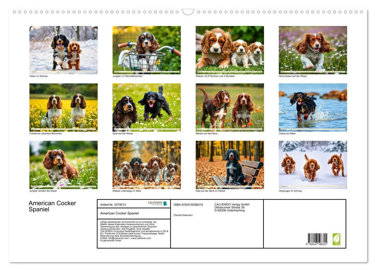 Bild: 9783516598315 | American Cocker Spaniel (Wandkalender 2026 DIN A2 quer), CALVENDO...
